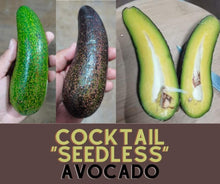 Cocktail Avocado "Seedless"