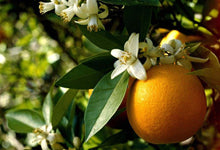 Valencia Orange Grafted Seedlings XL ~2 to 3 ft
