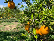 Valencia Orange Grafted Seedlings XL ~2 to 3 ft