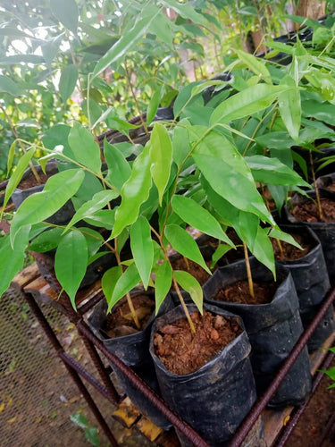 Agarwood (Aquilaria Crassna) seedling ~1ft