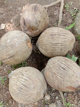 Agta / Tapul Coconut