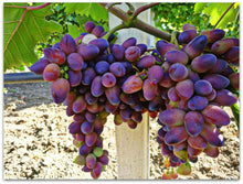 Grapes Seedlings (established from cuttings)
