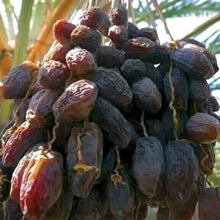Dates Palm Tree