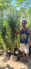 Dates Palm Tree