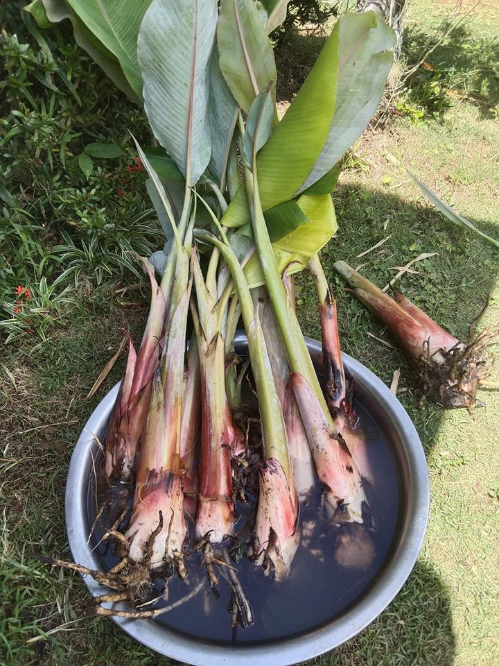 Ice Cream Banana / Blue Java Banana Lunti Plant Nursery