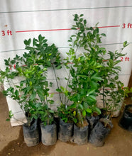 Luz "Seedless" Kalamansi (grafted)