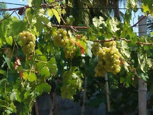 Grapes Seedlings (established from cuttings)
