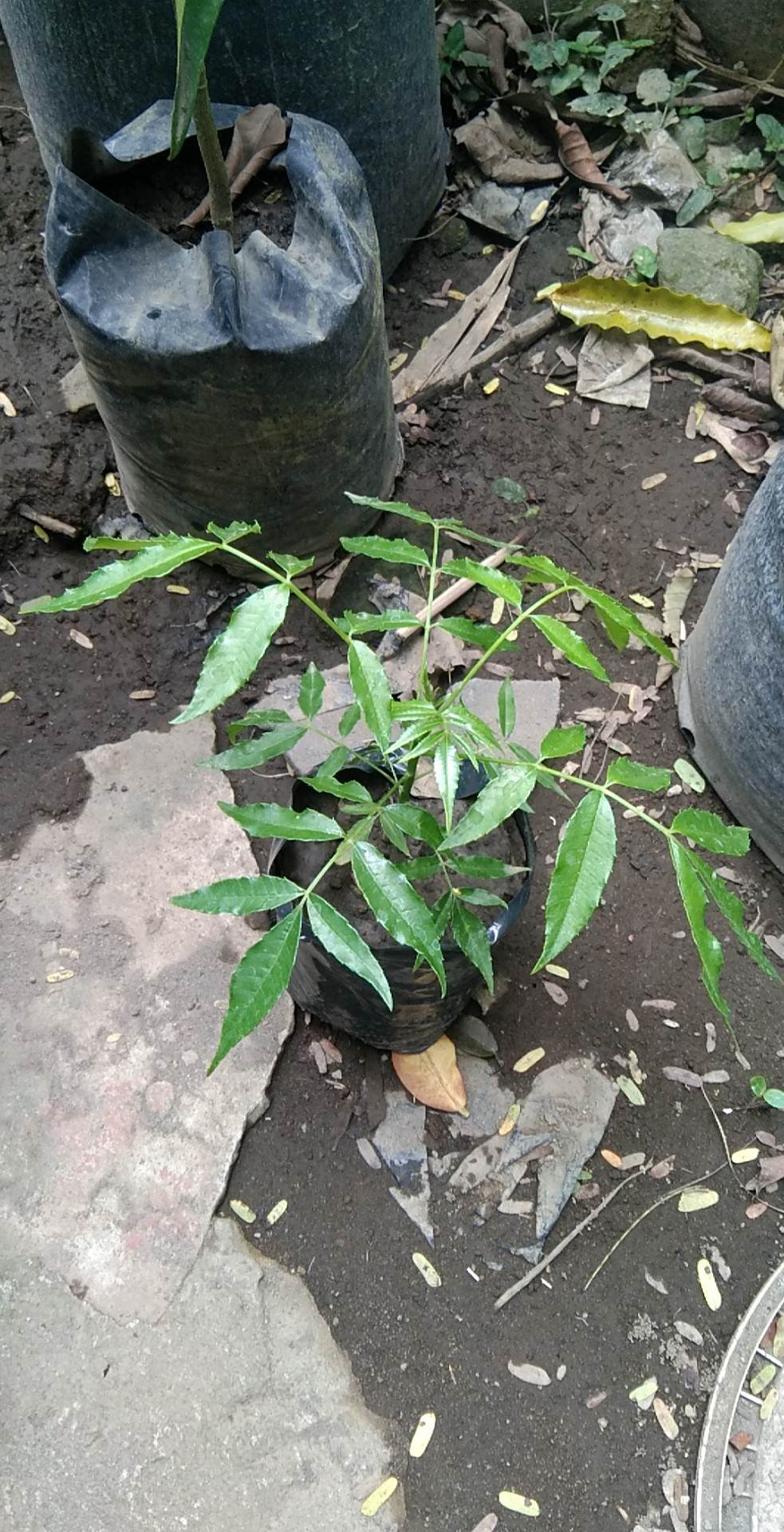 Manguelas / June Plum