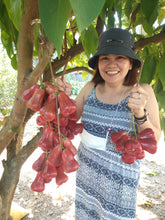 Macopa (Star Ruby, Grafted ~2ft)
