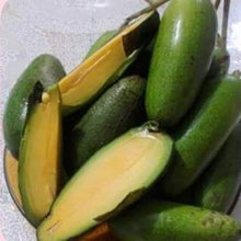 Cocktail Avocado "Seedless"