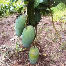 Sweet Giant Mango Seedling (Multiple Rootstock)