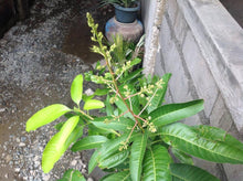 Sweet Dwarf Mango Seedling (Multiple Rootstock)