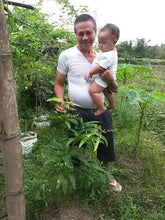 Sweet Dwarf Mango Seedling (Multiple Rootstock)