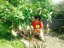 Sweet Dwarf Mango Seedling (Multiple Rootstock)