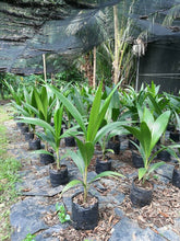 Embryo Cultured Macapuno (Mutant Coconut)