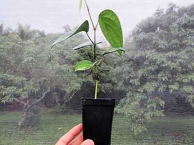 Hybrid Indian Black Pepper Corn (Paminta) seedling