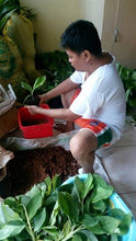 Banana Plantlets (Tissue Cultured Lakatan Variety)