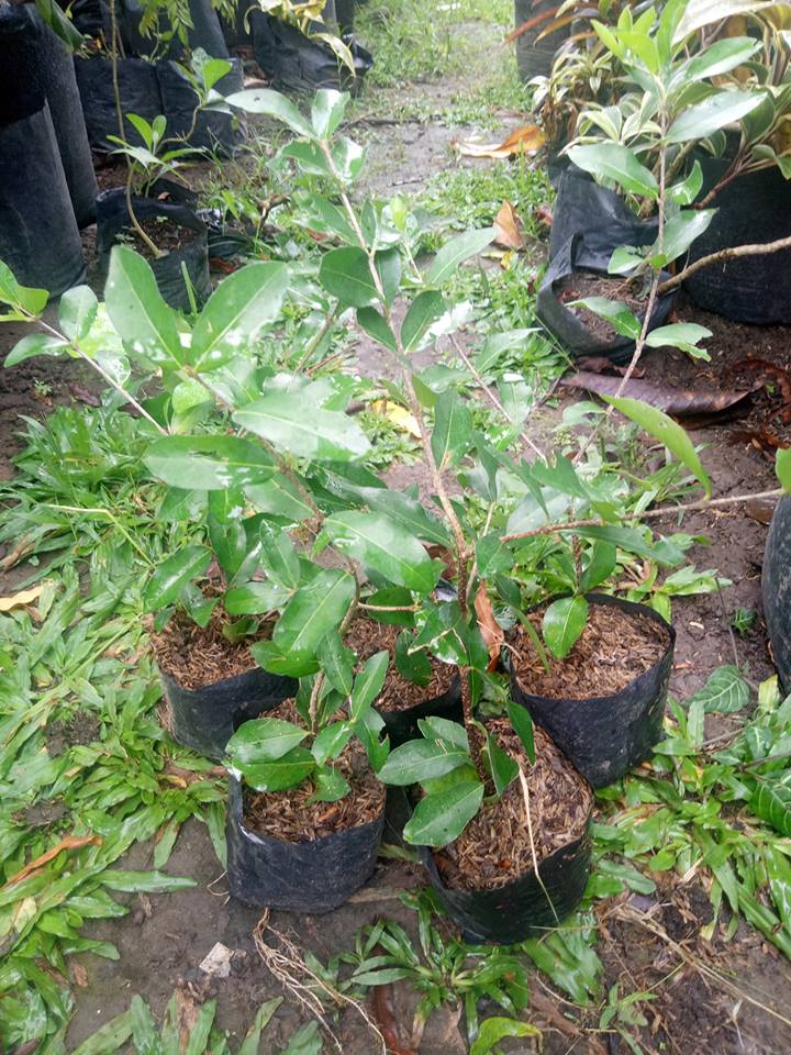 Acerola Cherry