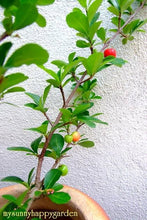 Acerola Cherry