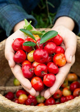 Acerola Cherry