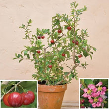 Acerola Cherry