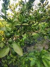 Japanese (Satsuma) Tangerine