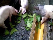 Madre de Agua / Trichantera Stem Cuttings (120's)