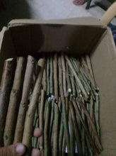 Madre de Agua / Trichantera Stem Cuttings (120's)