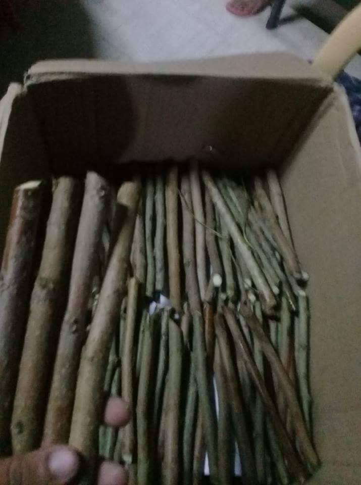 Madre de Agua / Trichantera Stem Cuttings (120's)