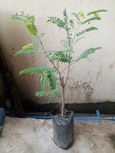 Sweet Tamarind