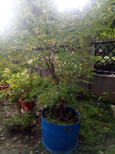 Sweet Tamarind