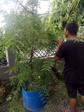 Sweet Tamarind