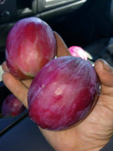 Peruvian Apple Cactus