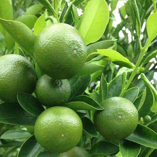 Kalamansi