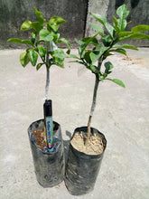 Kaffir Lime
