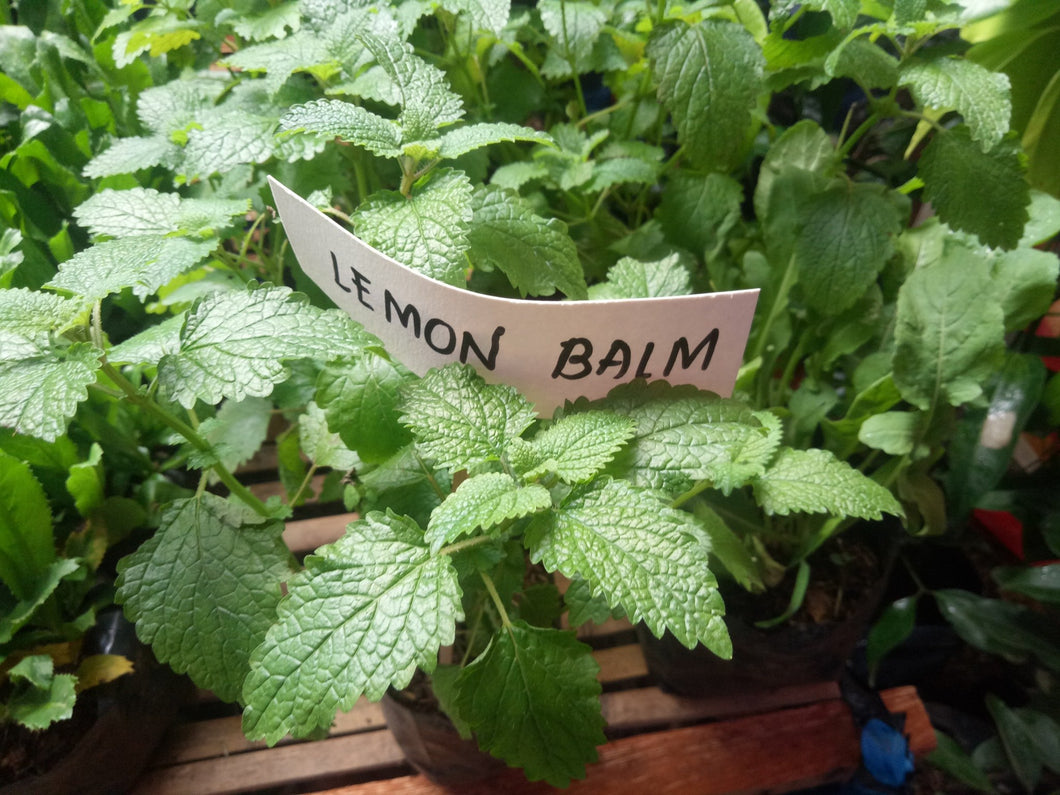 Lemon Balm Seedling