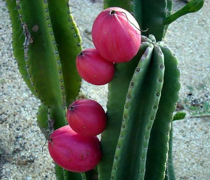 Peruvian Apple Cactus