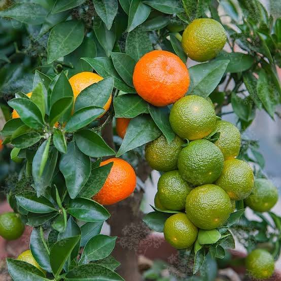 Chinotto Orange