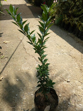 Chinotto Orange