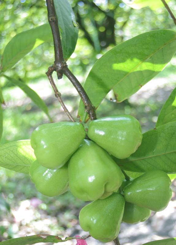 macopa fruit