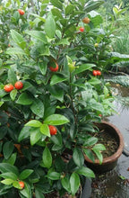 Australian Beach Cherry