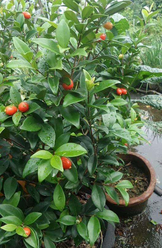 Australian Beach Cherry