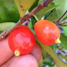 Australian Beach Cherry