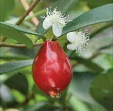 Australian Beach Cherry