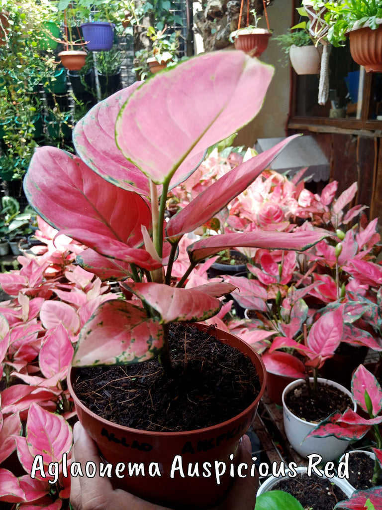 red aglaonema flower Aglaonema Auspicious Red – Lunti Plant Nursery