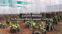 Hybrid Indian Black Pepper Corn (Paminta) seedling