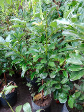 Cocktail "Seedless" Avocado (Jumbo)