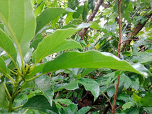 Cocktail "Seedless" Avocado (Jumbo)