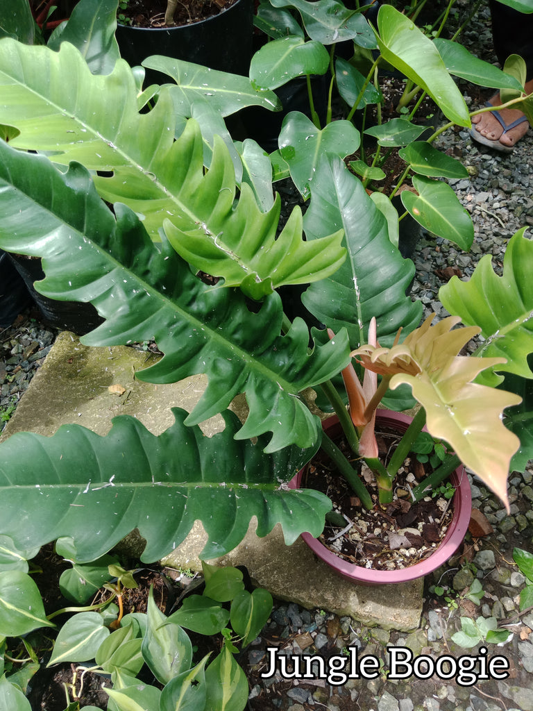philodendron jungle boogie price philippines Jungle Boogie – Lunti Plant Nursery