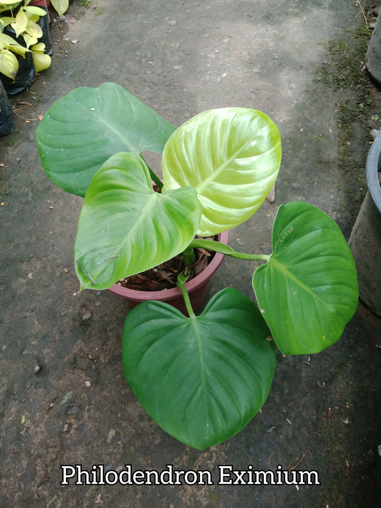 philodendron eximium Philodendron Eximium – Lunti Plant Nursery